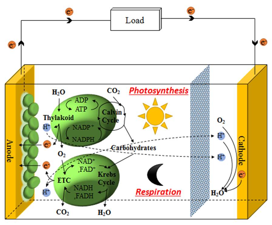 Biological photovoltaic device using photosynthetic components
